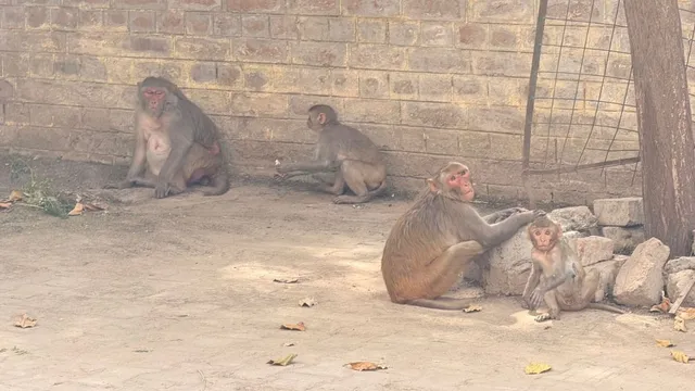 अब बंदरों की खैर नहीं! हांसी में 1 साल तक चलेगा मंकी पकड़ो अभियान, टेंडर के लिए आए 4 आवेदन

